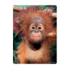 3d orang oetan