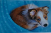 budget kaart hond collie