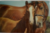 budget kaart paard met veulen liefkozen