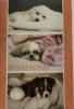 budget kaart veel beterschap honden