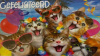 geldenvelop grappige katten