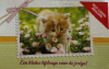 geldenvelop poes