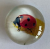 magneet glas lieveheersbeestje 1
