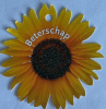 minikaartje zonnebloem beterschap