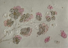 turnowsky bloemen 1091019030