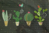 turnowsky cactus 806095115