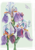 whaispering ws010
