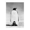 zwar wit foto pinquin met jong