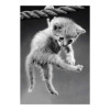 zwart wit foto hangende kitten