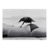zwart wit foto kraai bikini