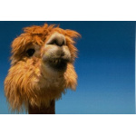 artige_postkaart_21