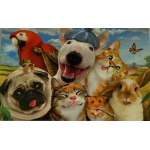 budget_kaart_grappige_dieren_huisdieren