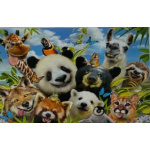 budget_kaart_grappige_dieren_oa_panda