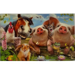 budget_kaart_grappige_dieren_oa_varkens