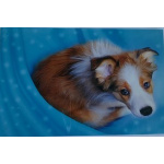 budget_kaart_hond_collie