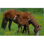 budget_kaart_paard_met_veulen_in_wei