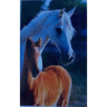 budget_kaart_wit_paard_met_bruin_veulen