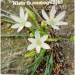 ellen_niets_is_onmogelijk