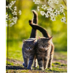 notitieboek_katten