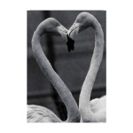 zwar_wit_foto_verliefde_falmingos