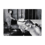 zwart_wit_foto_jarig_nijpaard