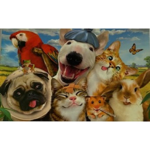 budget_kaart_grappige_dieren_huisdieren
