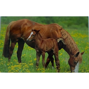 budget_kaart_paard_met_veulen_in_wei
