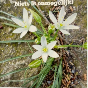 ellen_niets_is_onmogelijk
