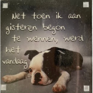 magneet_gisteren_begon_te_wennen