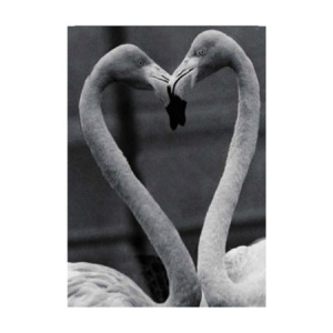 zwar_wit_foto_verliefde_falmingos