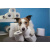 artige_postkaart_17