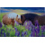 budget_kaart_2_paarden_lavendel
