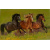 budget_kaart_3_dravende_paarden