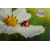 budget_kaart_bedankt_lieveheersbeestje_bloem