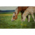 budget_kaart_bruin_paard_wit_veulen