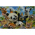 budget_kaart_grappige_dieren_oa_panda