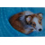 budget_kaart_hond_collie
