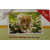 geldenvelop_poes
