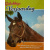 kinderkaart_paard