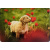 medley_62502