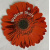 minikaartje_bloem_gerbra_welkom_thuis
