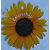 minikaartje_zonnebloem_beterschap