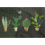 turnowsky_cactus_806095115